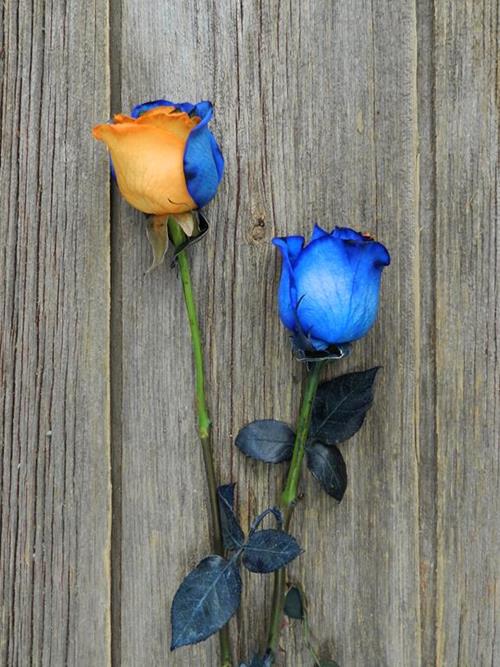 ORANGE & BLUE BI-COLOR  TINTED ROSES